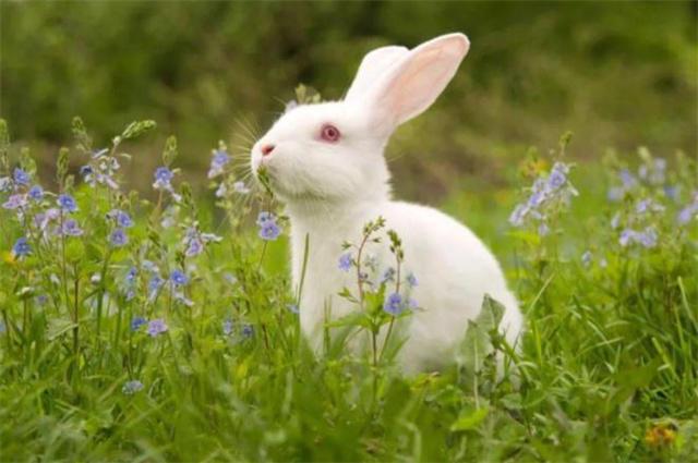 十二地支对应的年份 2023年传统新年，也就是春节之后，就是兔年