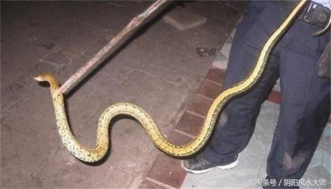 有蛇进家是什么预兆蛇主虚惊怪异之事